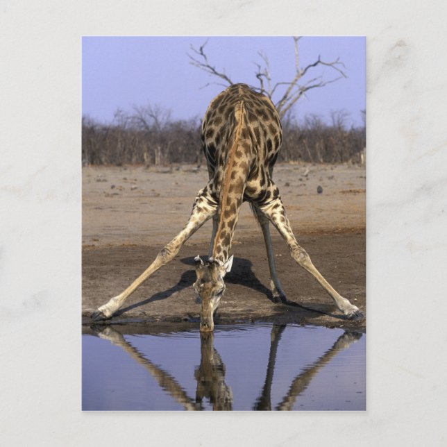 Carte Postale Afrique, Botswana, Girafe (Devant)