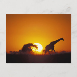 Carte Postale Afrique, Botswana, Parc national de Chobe, Giraffe