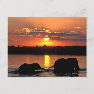 Carte Postale Afrique, Botswana, Parc national de Chobe, Herd
