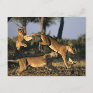 Carte Postale Afrique, Botswana, Parc national de Chobe, Lioness