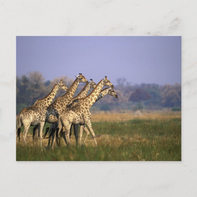 Carte Postale Afrique, Botswana, Réserve de jeu de Moremi (Devant)