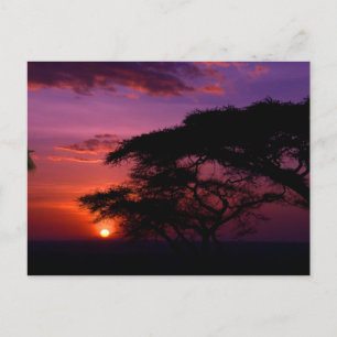 Carte Postale AFRIQUE : Coucher de soleil du Serengeti