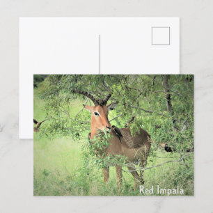 Carte Postale Afrique de l'Impala rouge