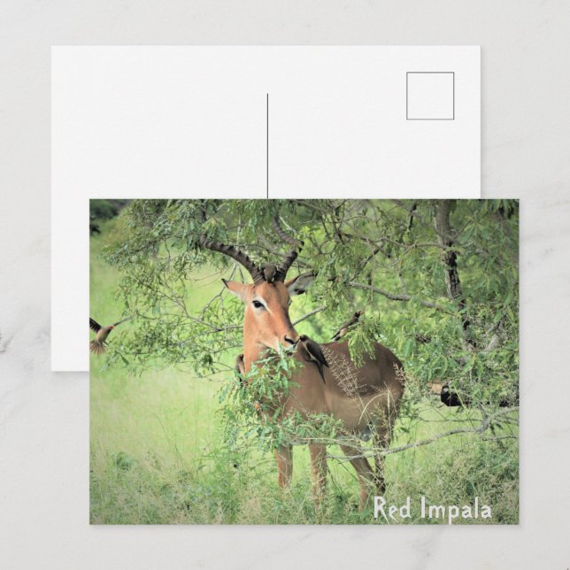 Carte Postale Afrique de l'Impala rouge (Devant / Derrière)