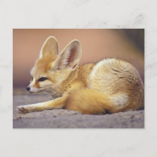 Carte Postale Afrique du Nord. Fennec Fennecus zerda)