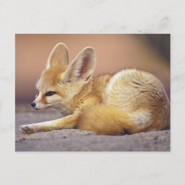 Carte Postale Afrique du Nord. Fennec Fennecus zerda) (Devant)