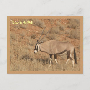 Carte Postale Afrique du Sud
