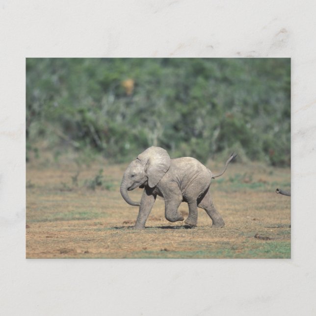 Carte Postale Afrique du Sud, Addo Elephant Nat'l Park. Bébé (Devant)