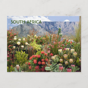 Carte Postale Afrique du Sud : exposition florale de fleur sauva