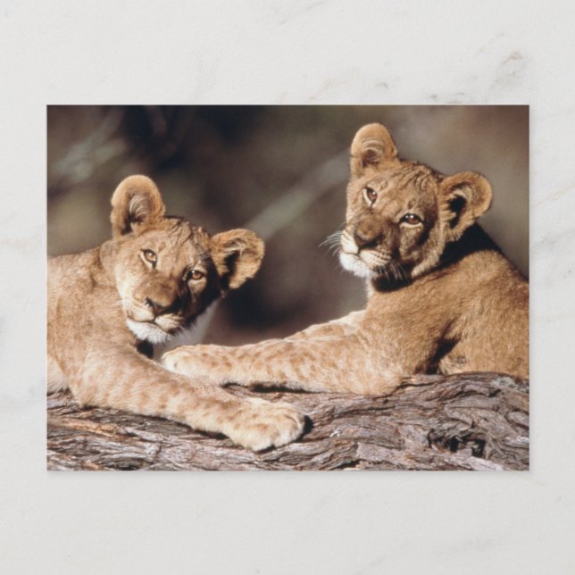 Carte Postale Afrique du Sud, lionnes (Devant)
