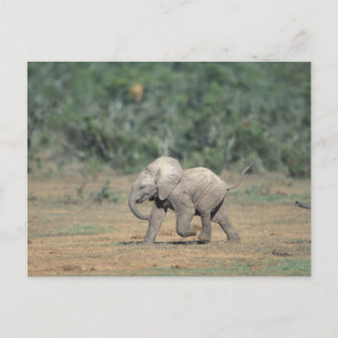 Carte Postale Afrique du Sud, Parc national d'Addo Elephant. Béb