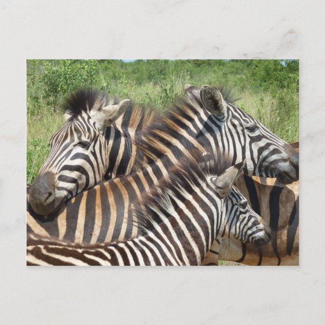 Carte Postale Afrique du Sud Zebras (Devant)