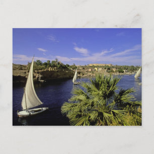 Carte Postale Afrique, Egypte, Haute-Egypte, Assouan. Feluccas 2
