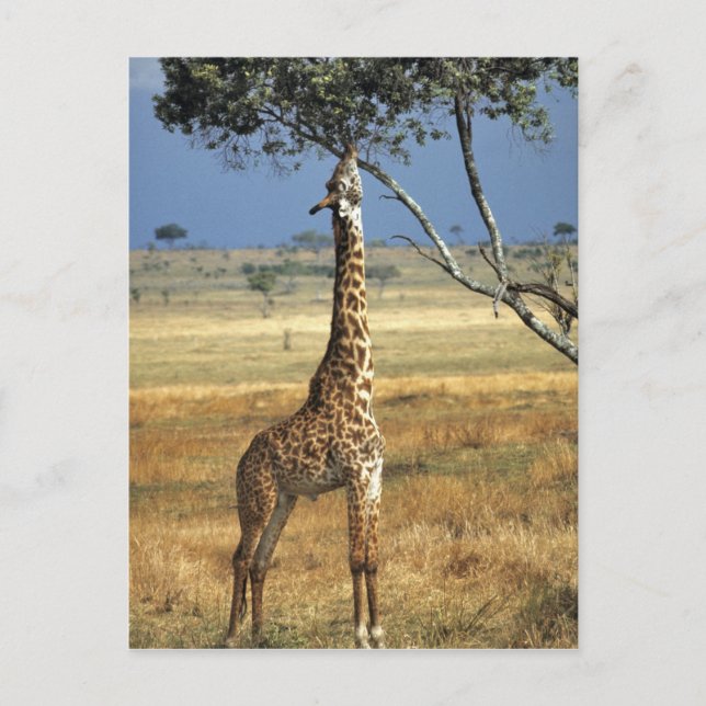 Carte Postale Afrique, Kenya, Amboseli NP. A Common, ou Masai, (Devant)