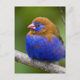 Carte Postale Afrique. Kenya. Grenadier violet mâle au lac