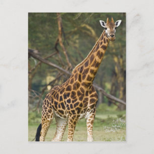 Carte Postale Afrique. Kenya. La girafe de Rothschild au lac 2