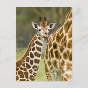 Carte Postale Afrique. Kenya. La Giraffe de Rothschild