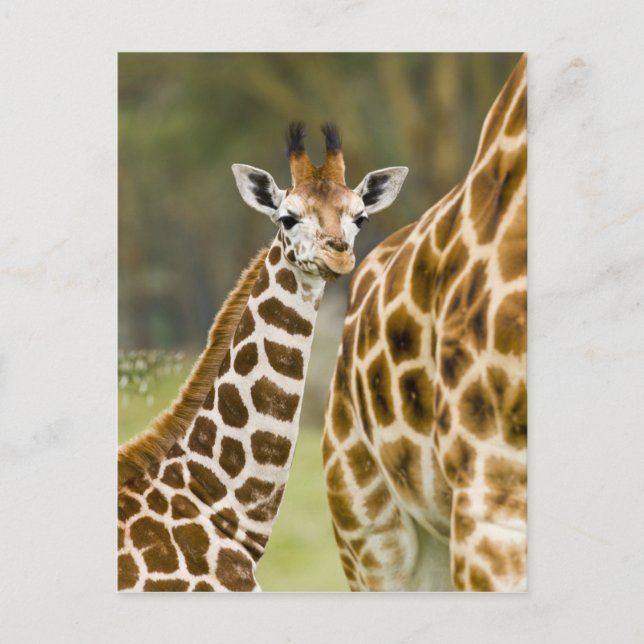 Carte Postale Afrique. Kenya. La Giraffe de Rothschild (Devant)