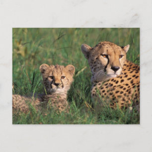 Carte Postale Afrique, Kenya, Masai Mara Game Reserve. Cheetah
