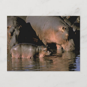 Carte Postale Afrique, Kenya, Masai Mara. Hippopotames communs