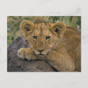 Carte Postale Afrique, Kenya. Portrait d'un lion.