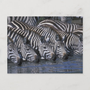 Carte Postale Afrique, Kenya, Réserve de gibier Masai Mara, Plai
