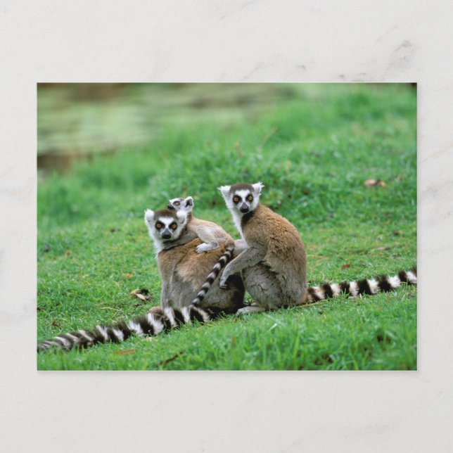 Carte Postale Afrique, Madagascar, Antananarivo, Tsimbazaza (Devant)