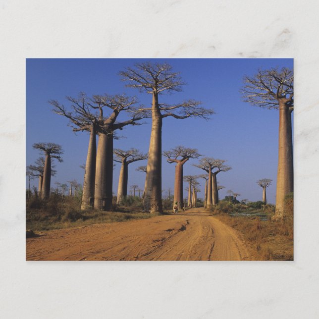Carte Postale Afrique, Madagascar, Morondava, avenue Baobab. (Devant)