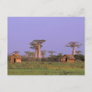 Carte Postale Afrique, Madagascar, Morondava. Baobabs