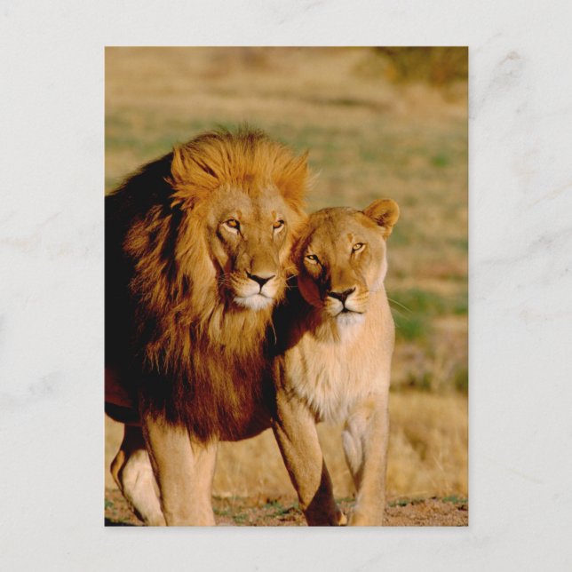 Carte Postale Afrique, Namibie, Okonjima. Lion & Lion (Devant)