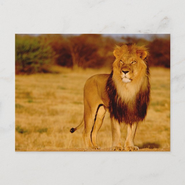 Carte Postale Afrique, Namibie, Okonjima. Lone (Devant)