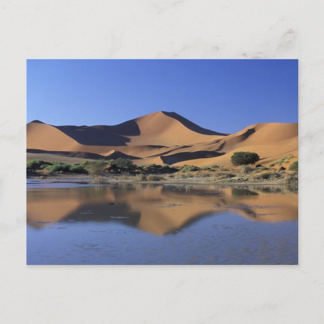 Carte Postale Afrique, Namibie, Parc national du Namib, Sossusvl (Devant)