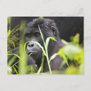 Carte Postale Afrique Ouganda, Bwindi