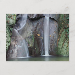 Carte Postale Afrique, Ouganda, Forêt tropicale impénétrable de