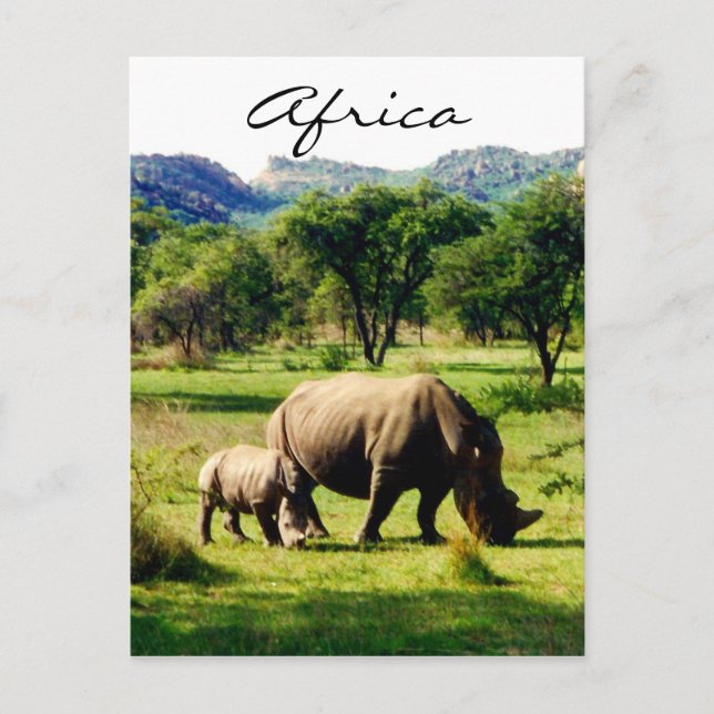 Carte Postale afrique rhinocéros (Devant)