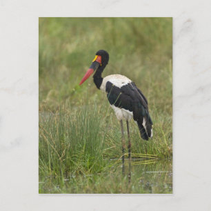 Carte Postale Afrique. Tanzanie. Bouche à selle