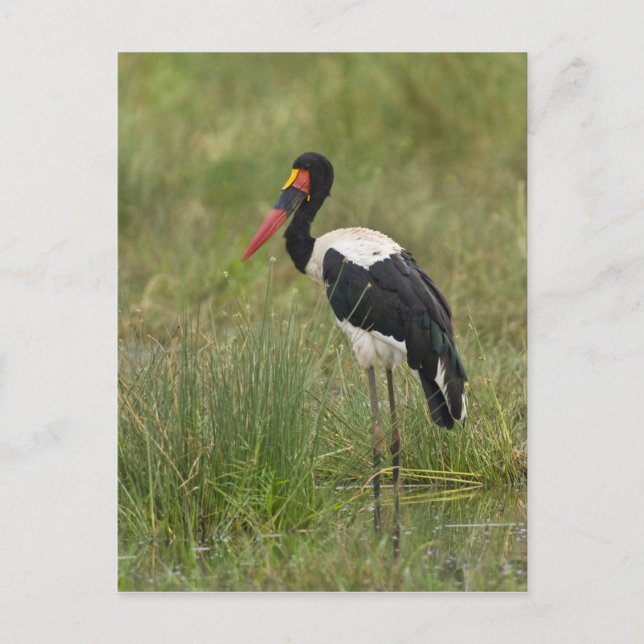 Carte Postale Afrique. Tanzanie. Bouche à selle (Devant)