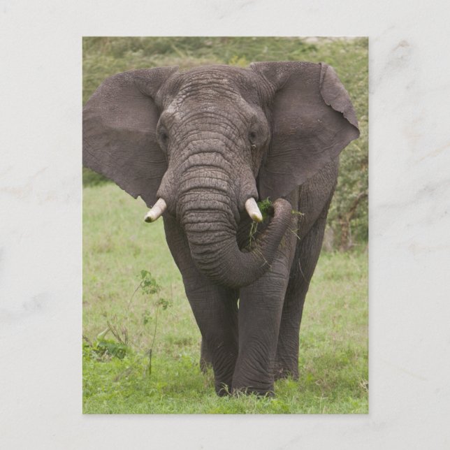 Carte Postale Afrique Tanzanie Elephant au cratère de Ngorongoro (Devant)