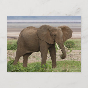 Carte Postale Afrique. Tanzanie. Éléphant au lac Manyara NP.