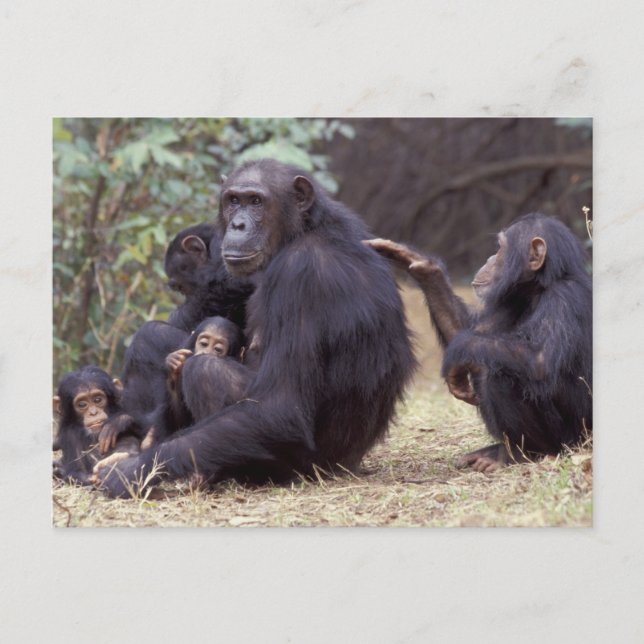 Carte Postale Afrique, Tanzanie, Gombe NP Infante femelle (Devant)