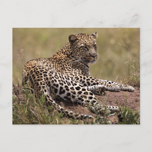 Carte Postale Afrique, Tanzanie, Serengeti. Leopard (Devant)