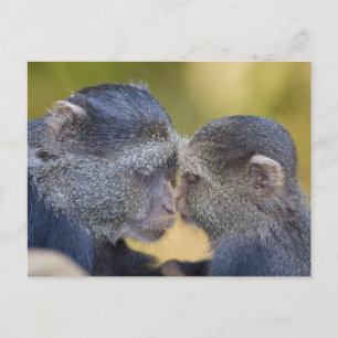 Carte Postale Afrique. Tanzanie. Singe bleu mère avec jeune