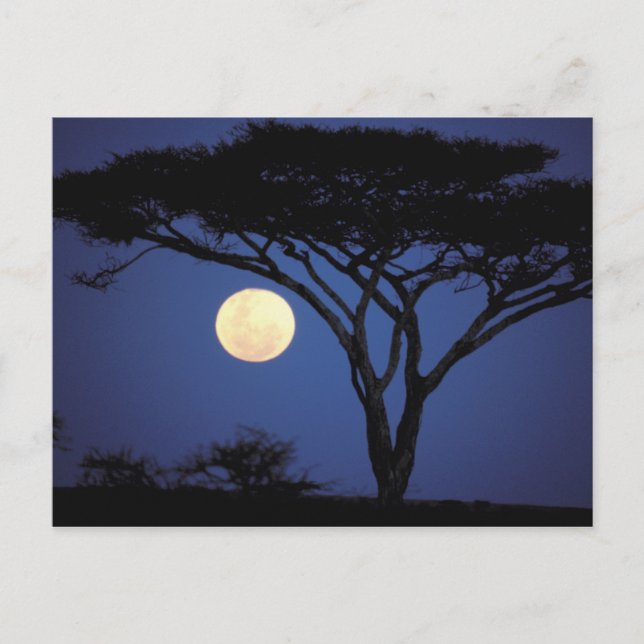 Carte Postale Afrique, Tanzanie, Tarangire. Arbre d'acacia dans (Devant)