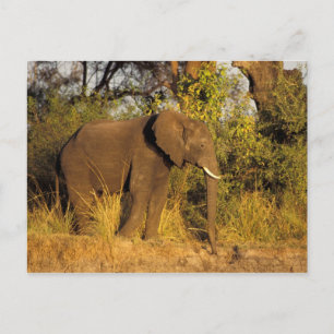 Carte Postale Afrique, Zimbabwe, Victoria Falls National Park.