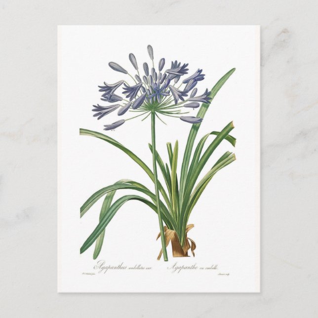Carte Postale Agapanthus umbellatus (Devant)