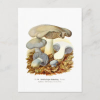 Agaricus bicolore