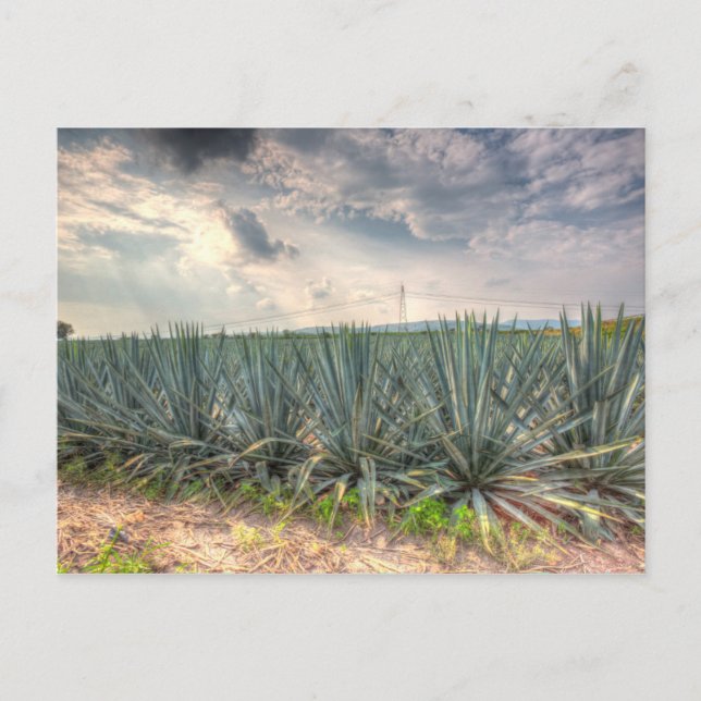 Carte Postale Agave bleue (Devant)