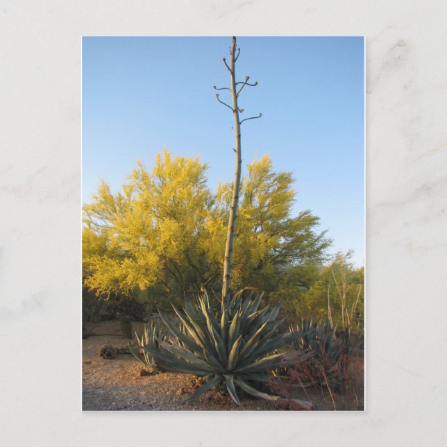 Carte Postale Agave in Bloom (Devant)