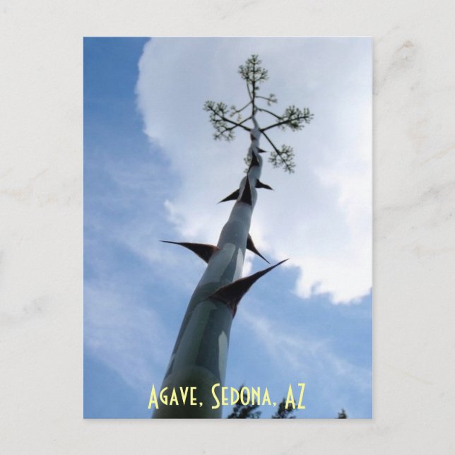Carte Postale Agave, Sedona, AZ (Devant)