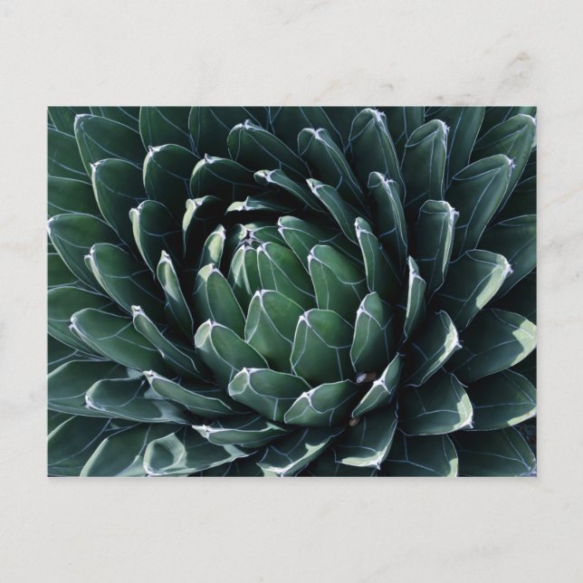 Carte Postale Agave verte (Devant)